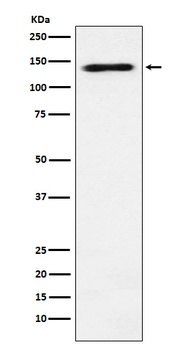 RNA Helicase A Rabbit Monoclonal Antibody