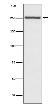 NOTCH4 Rabbit Monoclonal Antibody