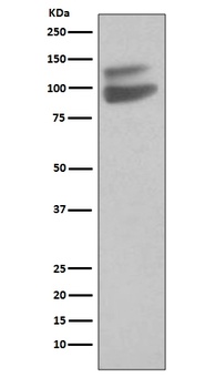 VE-Cadherin Cdh5-Rabbit Monoclonal Antibody
