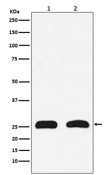 HMGB2 Rabbit Monoclonal Antibody