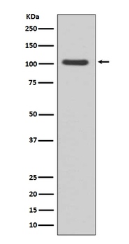 GluR1 GRIA1 Rabbit Monoclonal Antibody