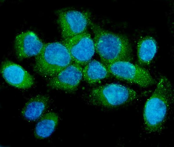 Anti-NMI Antibody (monoclonal, 2F3)