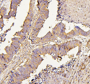 Anti-NMI Antibody (monoclonal, 2F3)