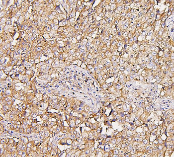 Anti-NMI Antibody (monoclonal, 2F3)