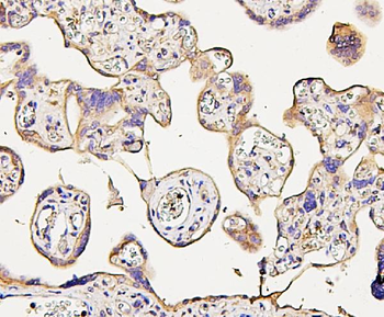 Anti-NMI Antibody (monoclonal, 2F3)