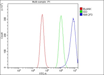 NMI Antibody (monoclonal, 2F3)