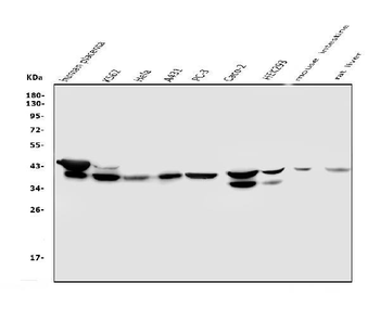 Anti-NMI Antibody (monoclonal, 2F3)