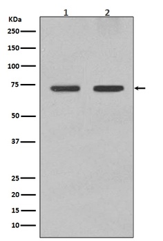 Lamin B1 LMNB1 Rabbit Monoclonal Antibody