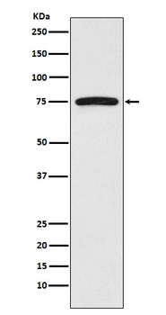 FRS2 Monoclonal Antibody