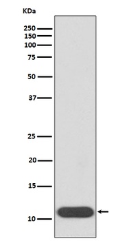 HBG1/2 Rabbit Monoclonal Antibody