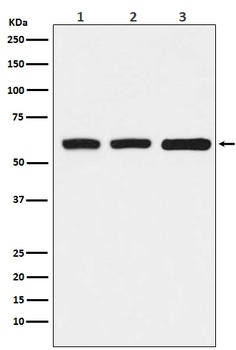 KAT9/Elp3 Rabbit Monoclonal Antibody
