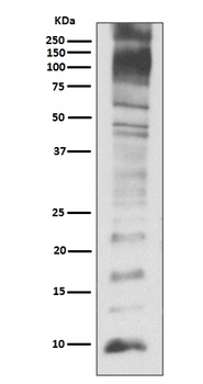 Anti-Ubiquitin UBB Rabbit Monoclonal Antibody