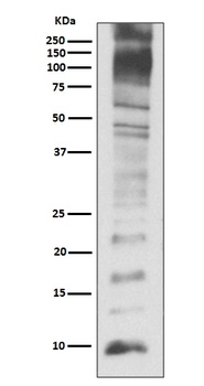 Ubiquitin UBB Rabbit Monoclonal Antibody