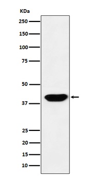 Islet1 Rabbit Monoclonal Antibody