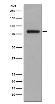 GOLPH2 Rabbit Monoclonal Antibody