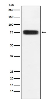 CD97 Rabbit Monoclonal Antibody