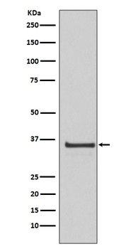 Cyclin H Rabbit Monoclonal Antibody