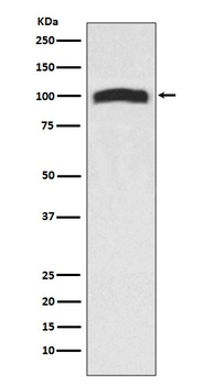 VAV2 Rabbit Monoclonal Antibody