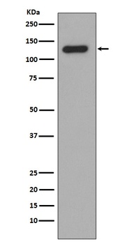 Collagen XVII Rabbit Monoclonal Antibody