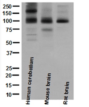 Anti-mGluR1 GRM1 Rabbit Monoclonal Antibody