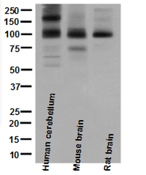 mGluR1 GRM1 Rabbit Monoclonal Antibody