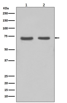 Anti-FUBP1 Rabbit Monoclonal Antibody