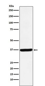 DDAH1 Monoclonal Antibody
