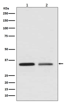WNT2 Rabbit Monoclonal Antibody