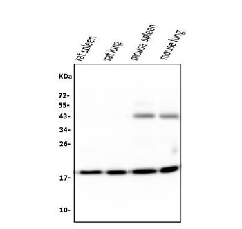 Cyclophilin B PPIB Antibody (monoclonal, 11C11)