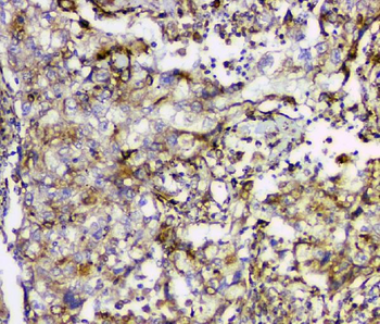 Anti-Cyclophilin B PPIB Antibody (monoclonal, 11C11)