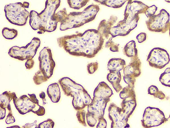 Anti-Cyclophilin B PPIB Antibody (monoclonal, 11C11)