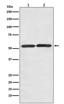 GLUT3 SLC2A3 Rabbit Monoclonal Antibody