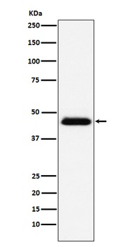CD48 Monoclonal Antibody