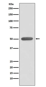 ERR alpha Rabbit Monoclonal Antibody