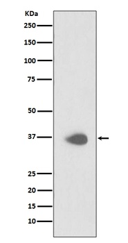PAX9 Rabbit Monoclonal Antibody