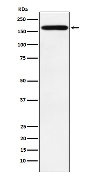 PODXL Rabbit Monoclonal Antibody