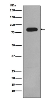 Anti-PI 3 Kinase p85 beta PIK3R2 Rabbit Monoclonal Antibody