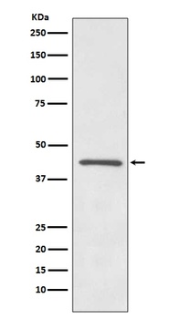 OPRD1/Delta Opioid Receptor Rabbit Monoclonal Antibody