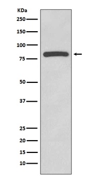 Glycogen synthase GYS1 Rabbit Monoclonal Antibody