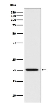 Anti-Bad Rabbit Monoclonal Antibody