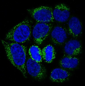 Anti-Bad Rabbit Monoclonal Antibody