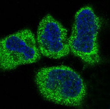 Cytochrome C CYCS Rabbit Monoclonal Antibody