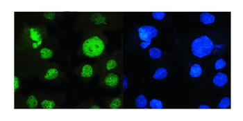 Anti-MED15 Antibody (monoclonal, 6F4)