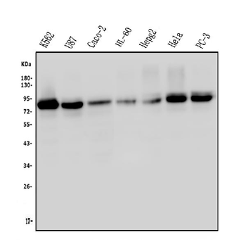 Anti-MED15 Antibody (monoclonal, 6F4)