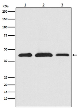 PRAS40 AKT1S1 Monoclonal Antibody