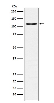 CD162 Rabbit Monoclonal Antibody