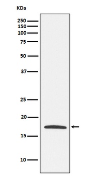 Claudin 4 Rabbit Monoclonal Antibody