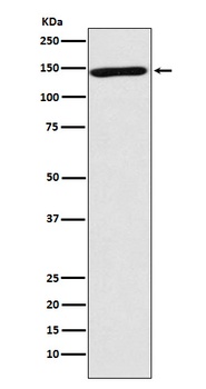 NRCAM Monoclonal Antibody
