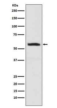 alpha Internexin INA Monoclonal Antibody