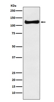USP10 Rabbit Monoclonal Antibody